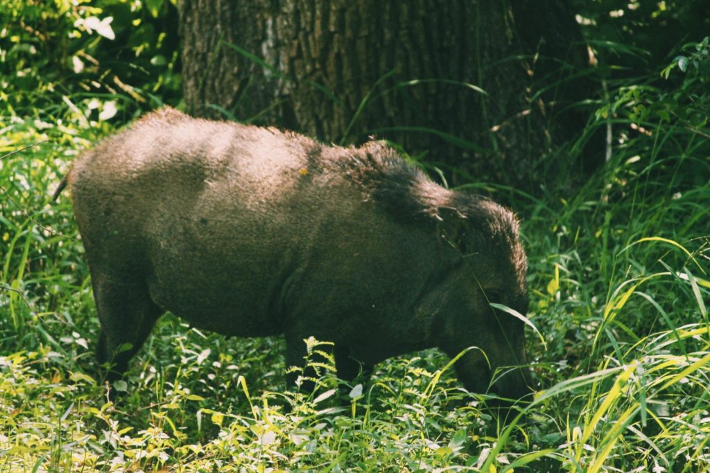 Wild boar at Yala National Park