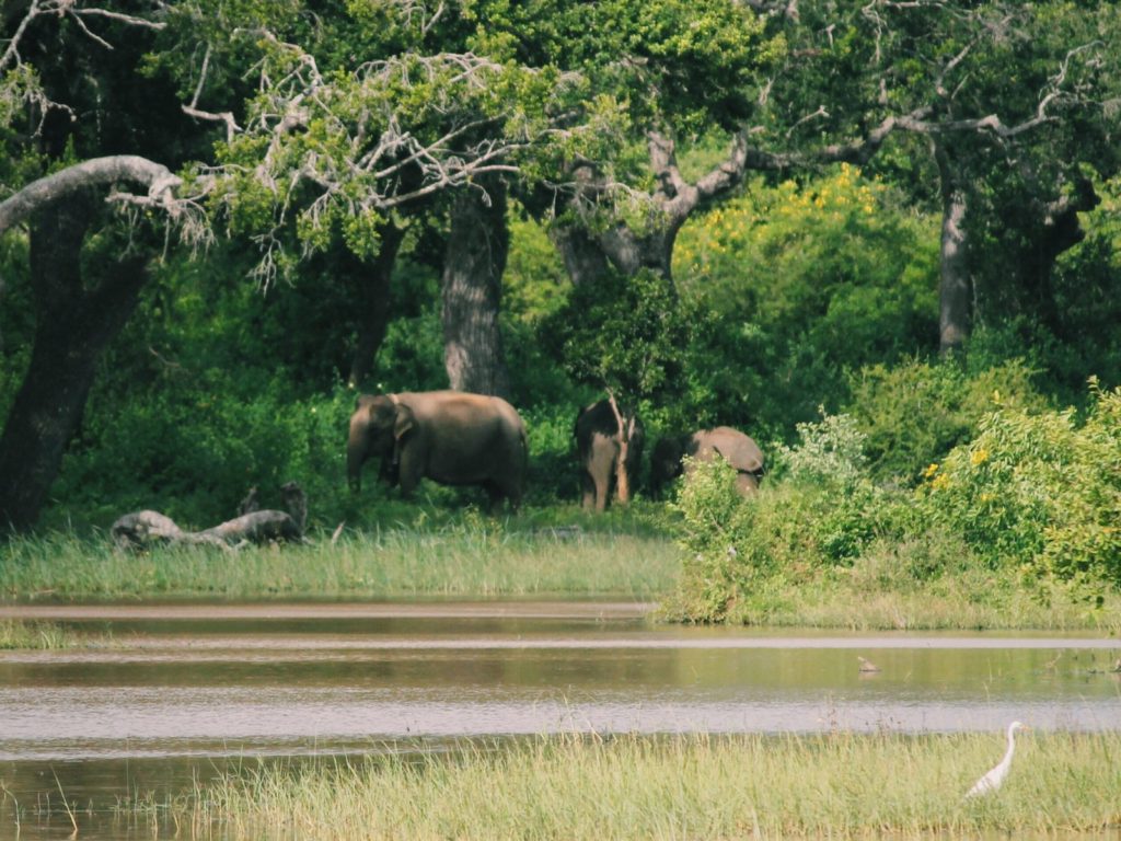 Elephants in the distance on safari