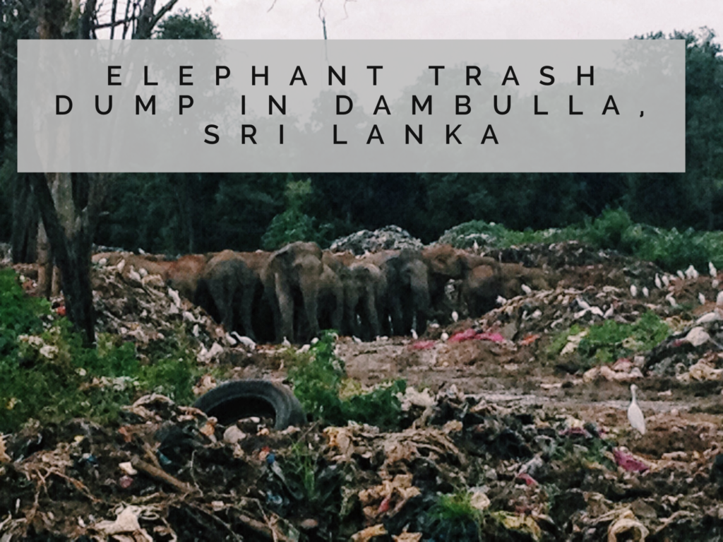 Elephant Trash Dump