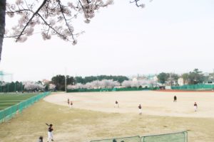 Baseball players beneath the Korean cherry blossom trees in Jeju City