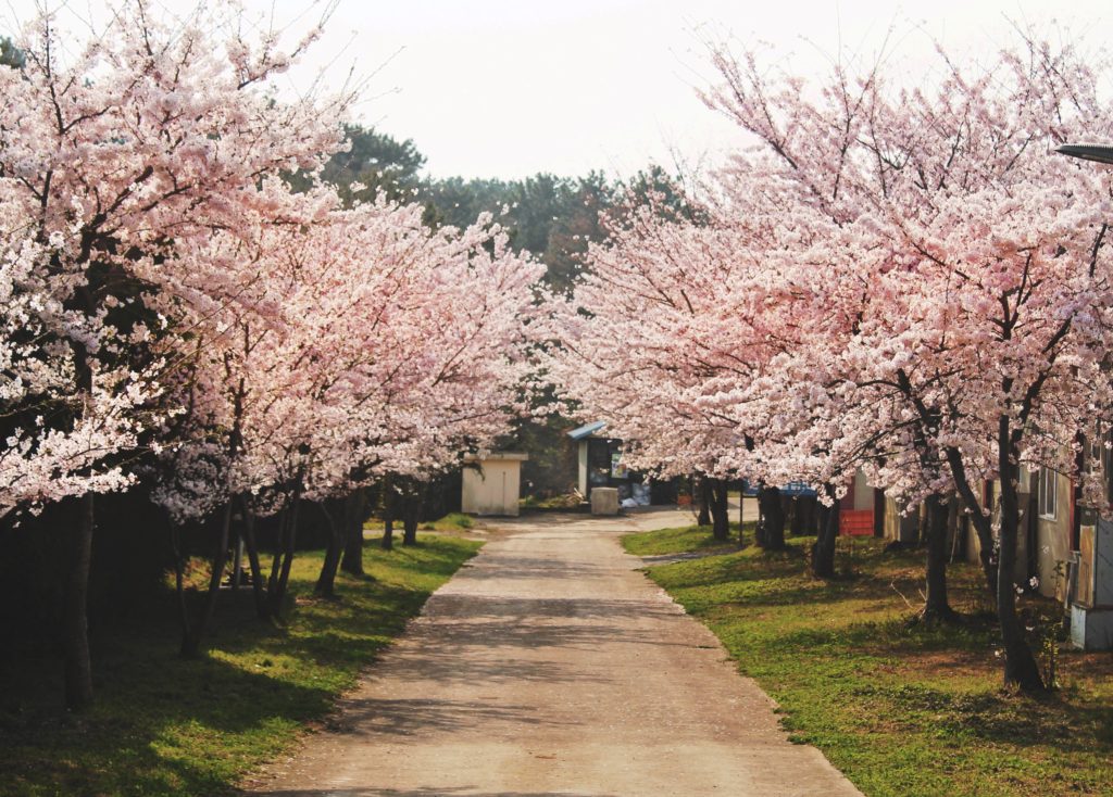 Korean cherry blossom walkway at Jeju High School