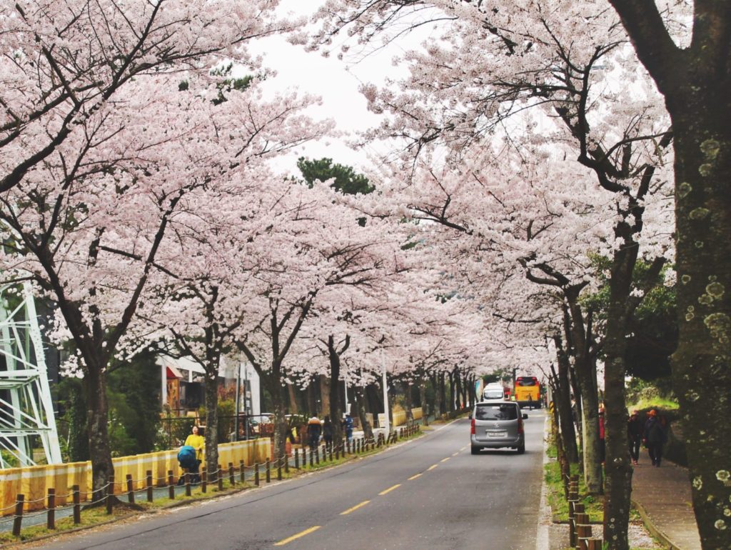 Halla Arboretum is flooded with Korean cherry blossom blooms in the spring!