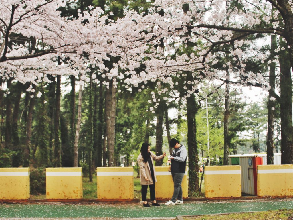 Korean couple enjoying spring in Korea near the Halla Arboretum