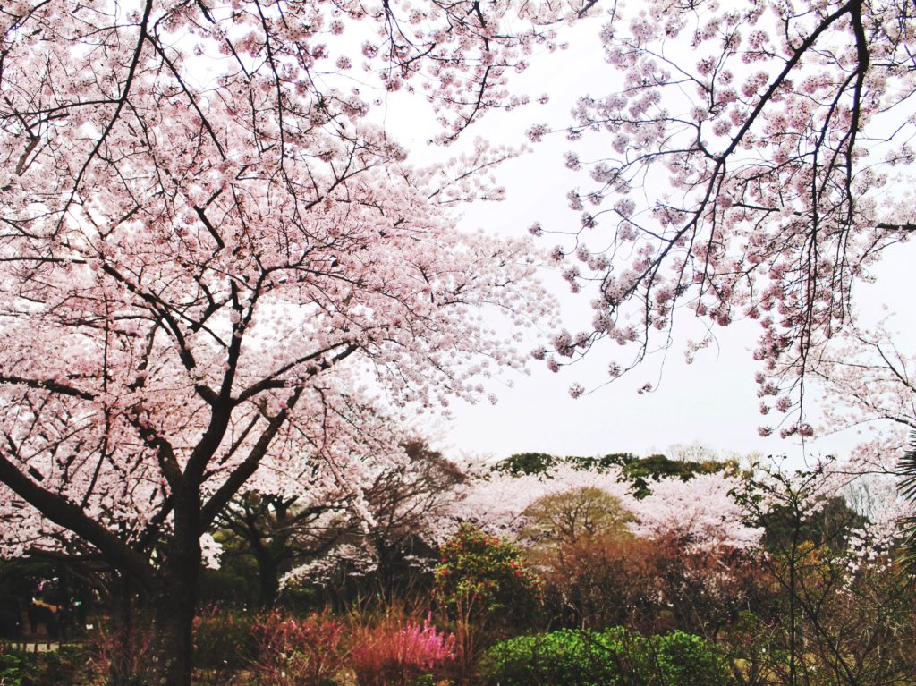Korean cherry blossom at the Halla Arboretum in Jeju City