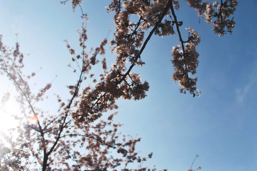 Korean cherry blossom - title