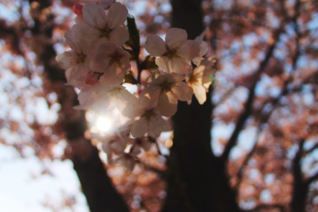 Close-up of a Korean cherry blossom