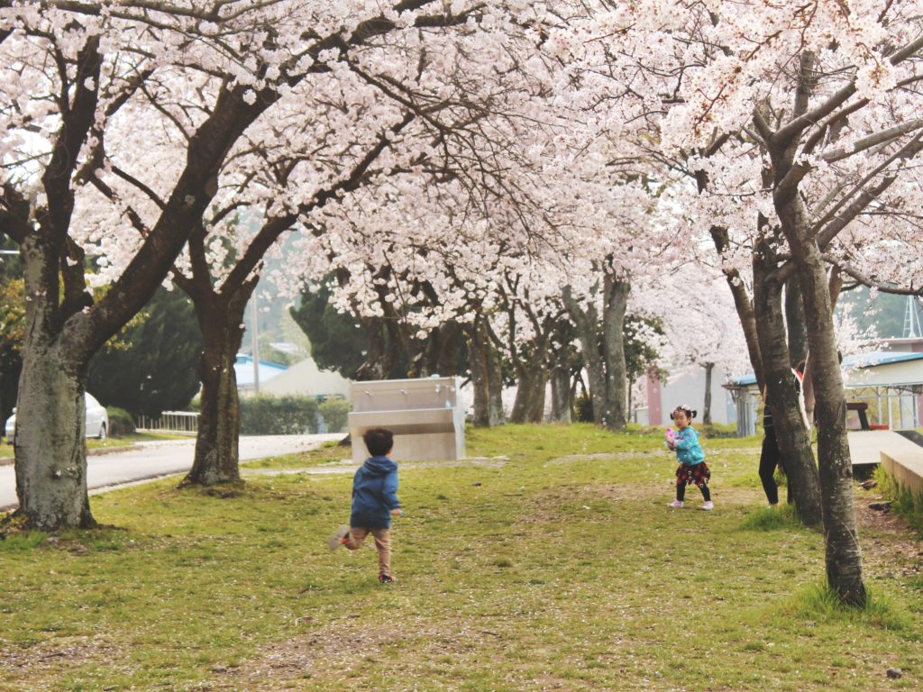 Korean cherry blossom trees and cute children at Jeju High School