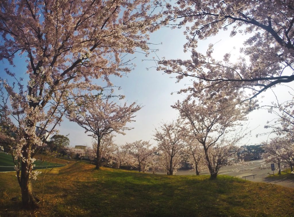 Korean cherry blossom delight in Jeju High School of Jeju Island
