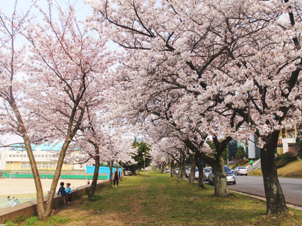 Korean cherry blossom trees at Jeju High School in the capital city of Jeju Island