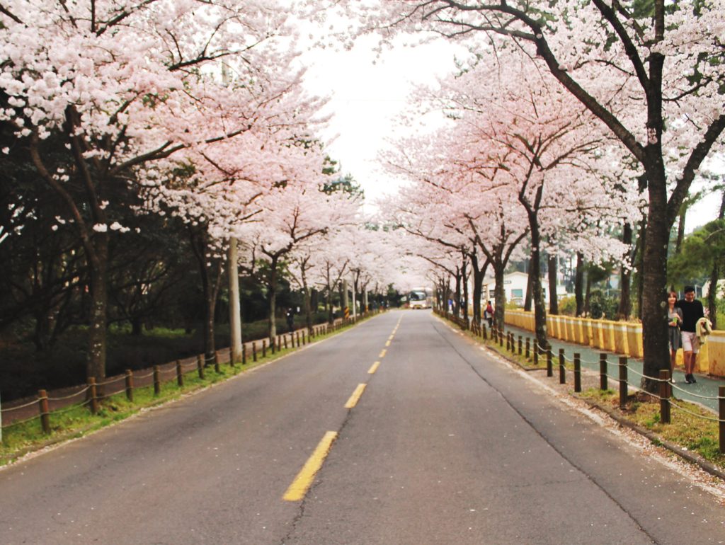 Korean cherry blossoms covering the road to the Halla Arboretum