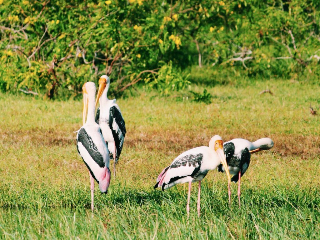 Painted Storks at Yala National Park