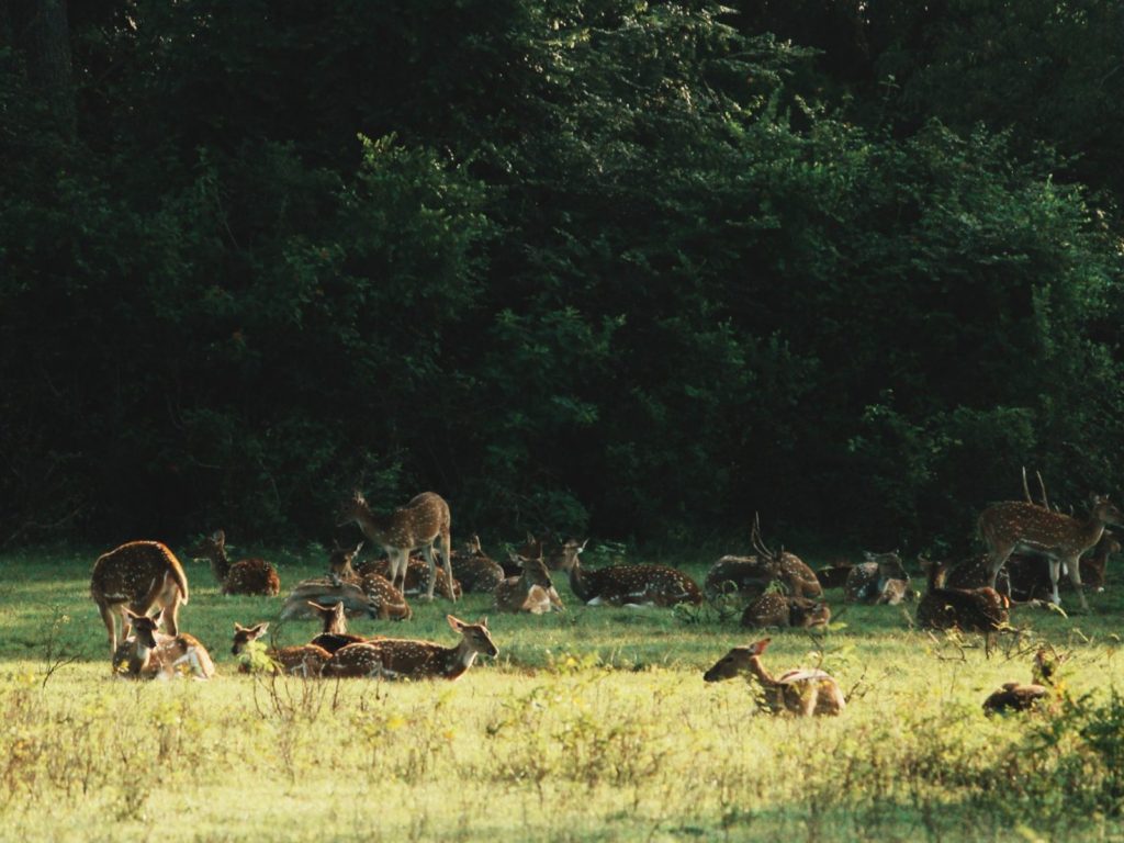 Herd of deer at Yala National Park