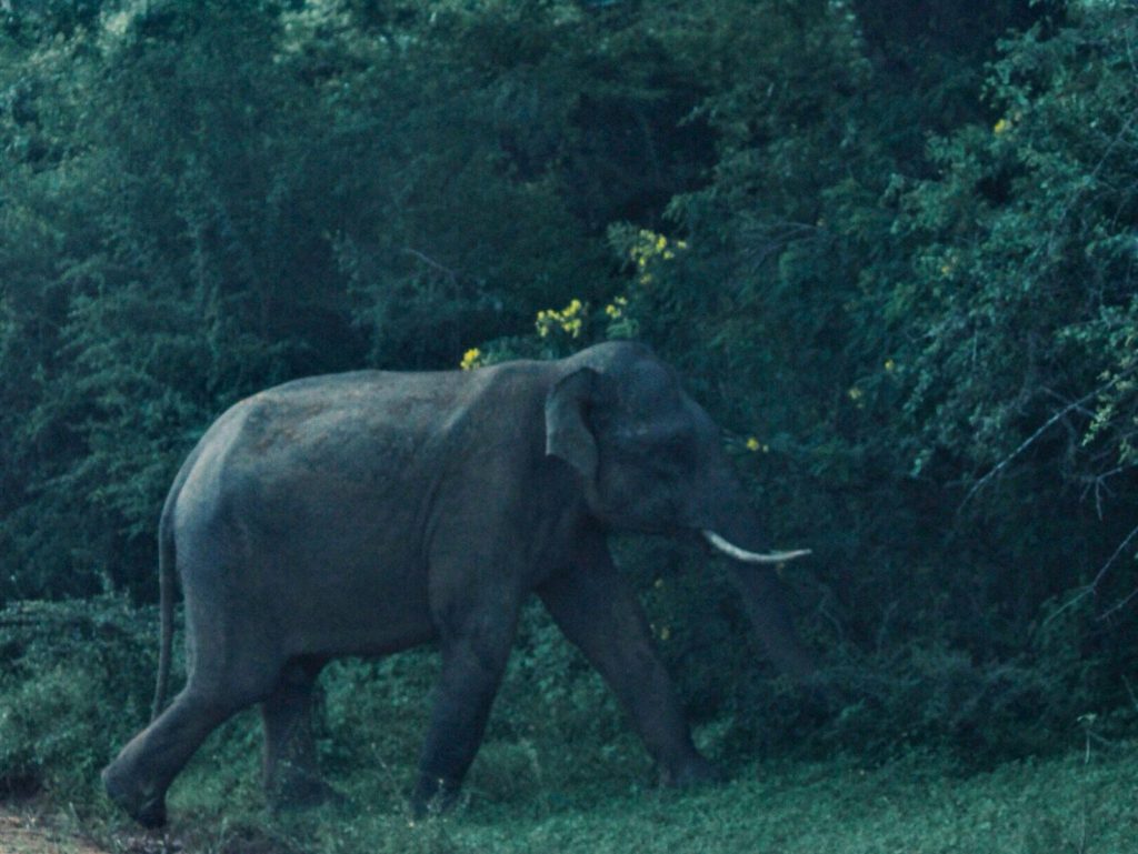 An elephant with tusks