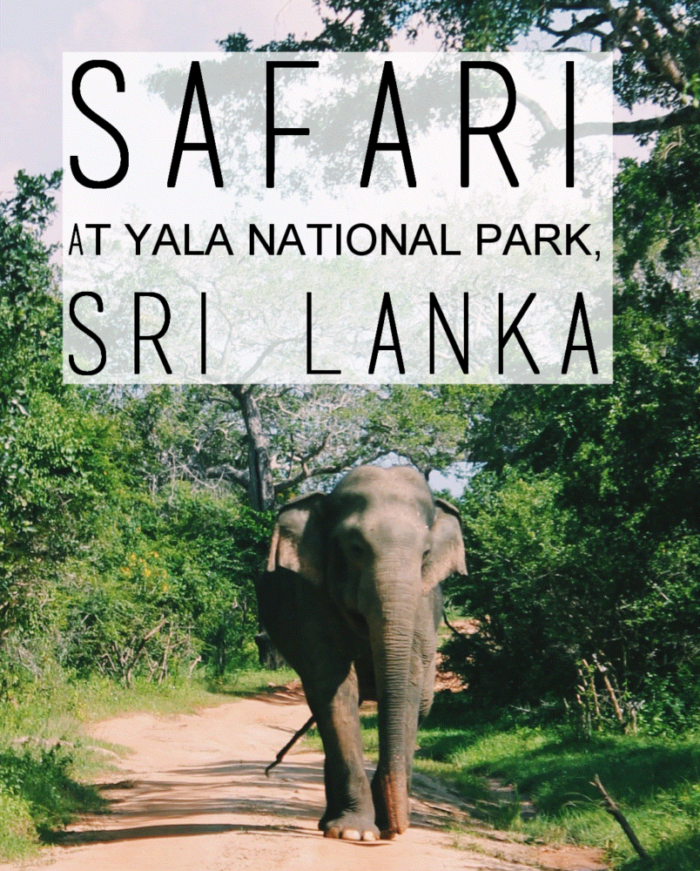 Safari at Yala National Park, Sri Lanka -title