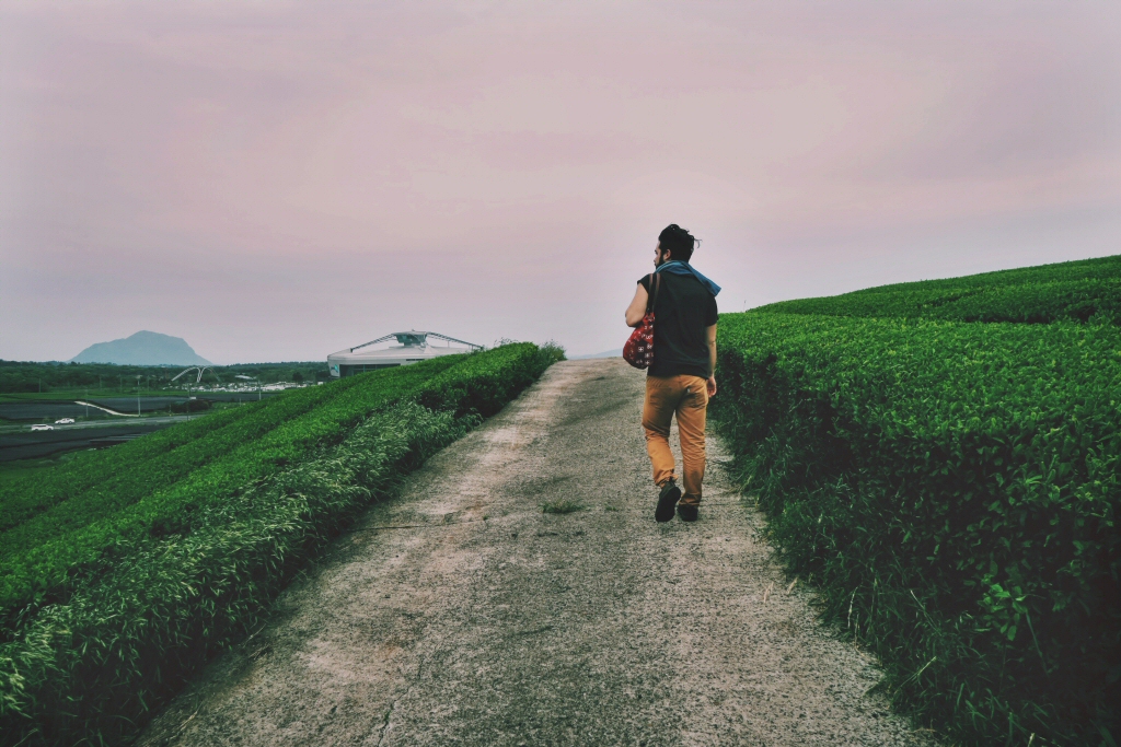 Ben walking through the green tea field on Jeju Island, South Korea