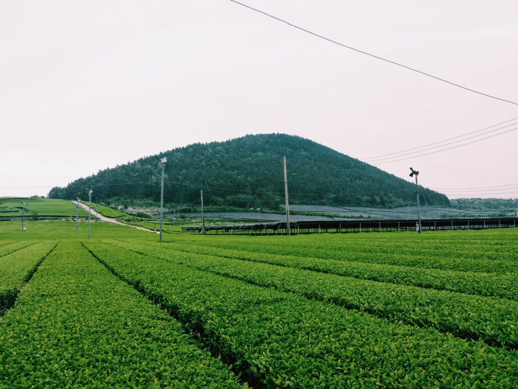 O'Sulloc's green tea plantations on Jeju Island