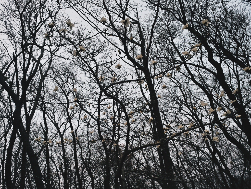 Hallasan trees of early spring in Jeju