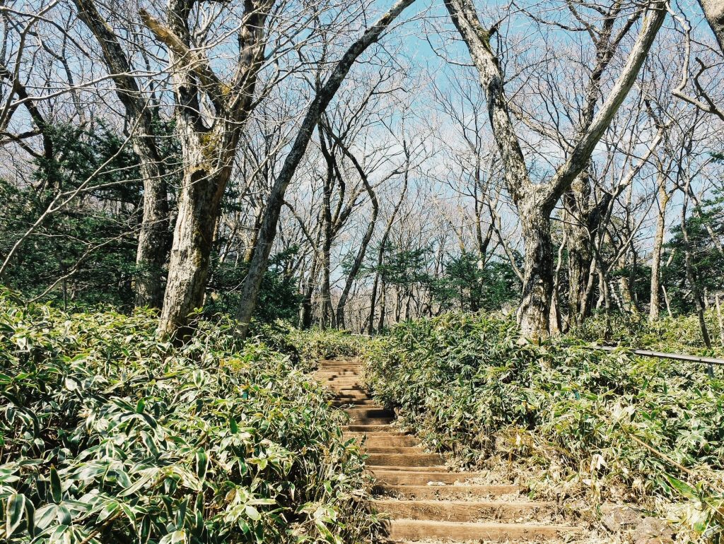 Greenery coming to the mountain in early spring