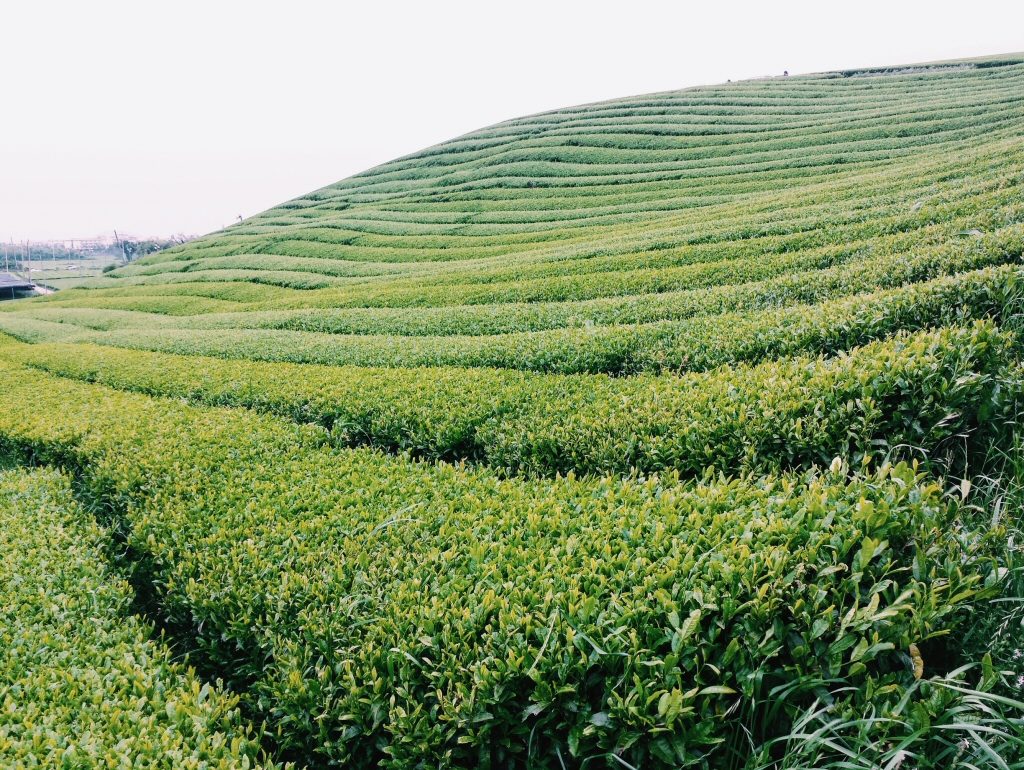Green Tea Fields on Jeju in South Korea