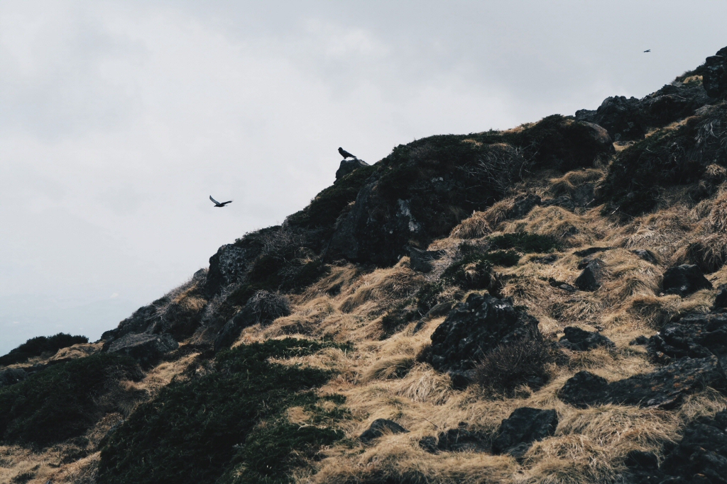 Birds on Hallasan Mountain on Jeju Island