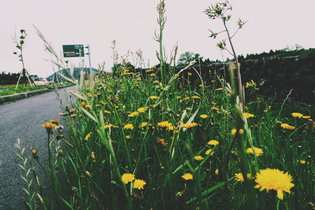 Walking to O'Sulloc on Jeju Island