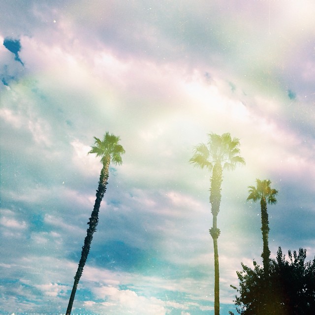 Los Angeles Palm Trees