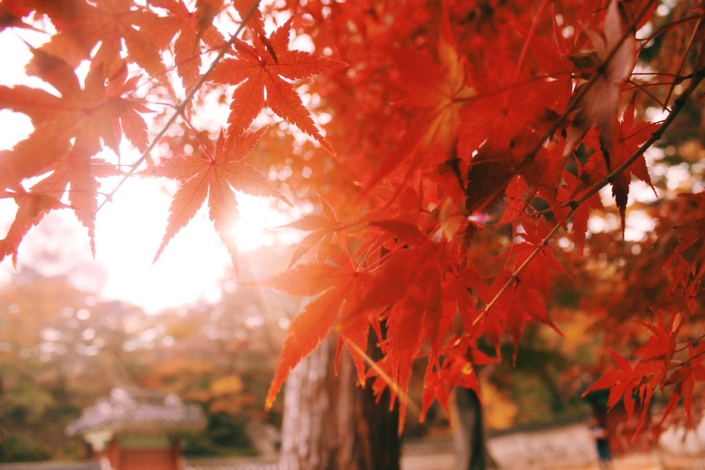 Red leaves in Changdeokgung Palace, South Korean Autumn