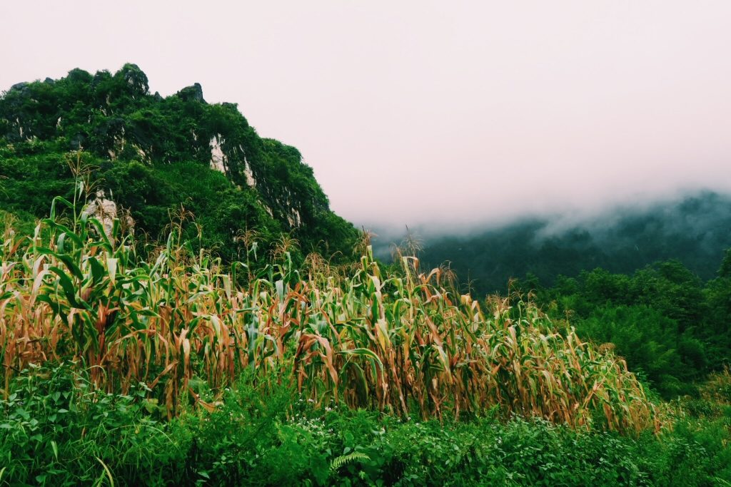 Corn fields on Sapa trek in Vietnam