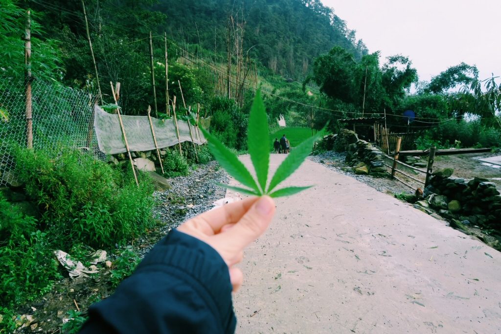 Marijuana plant, with the hill-tribes homestay in Vietnam