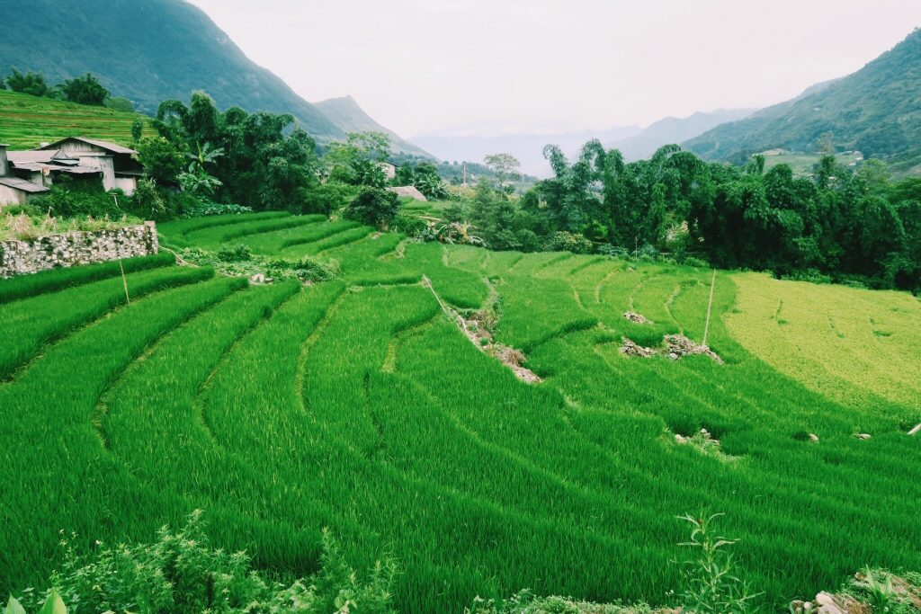 rice-terraces-sapa-trek-vietnam