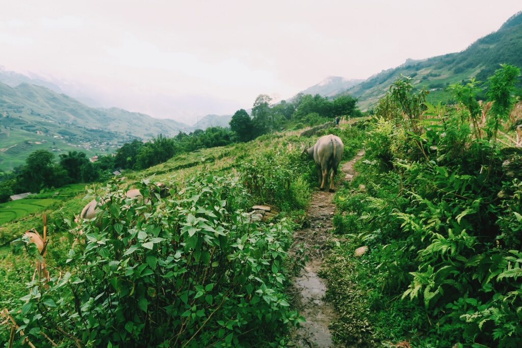Buffalo on Sapa trek in Vietnam
