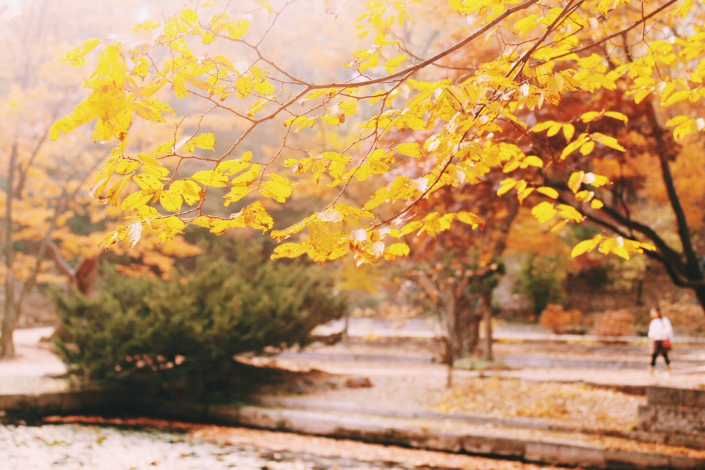 South Korea autumn Changdeokgung