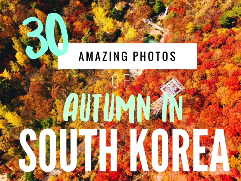 30 Amazing Photos of South Korea in Autumn: With sugary cinnamon stuffed pancakes, harvest bounty, toasty drinks, cheeky mountains and near-neon autumnal hues, the South Korea autumn just won at life. If you want to visit South Korea in autumn, this is the perfect inspiration for you! Fall in Korea | fall in south korea | south korea fall | south korean fall | fall colors in korea | fall colors in south korea | jeju autumn | seoul autumn | daedunsan autumn