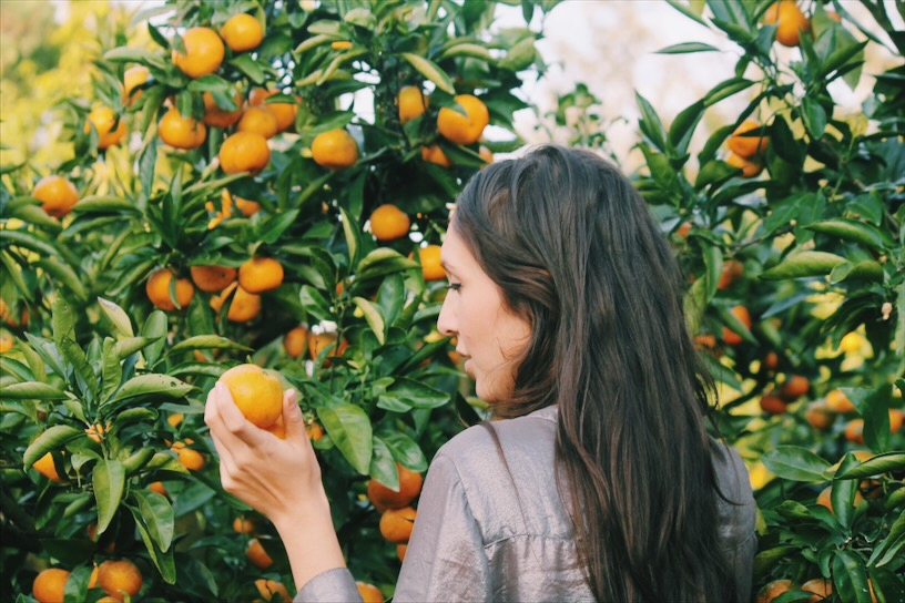 Jeju Tangerine Picking