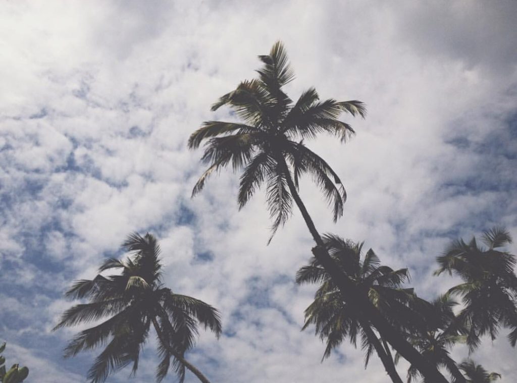 Mirissa Beach Party, Palm Trees