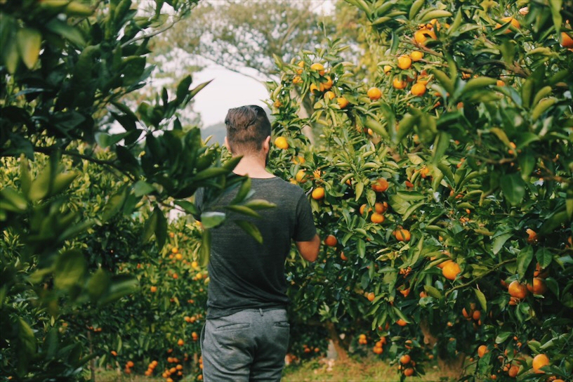 Picking Jeju Tangerine Oranges