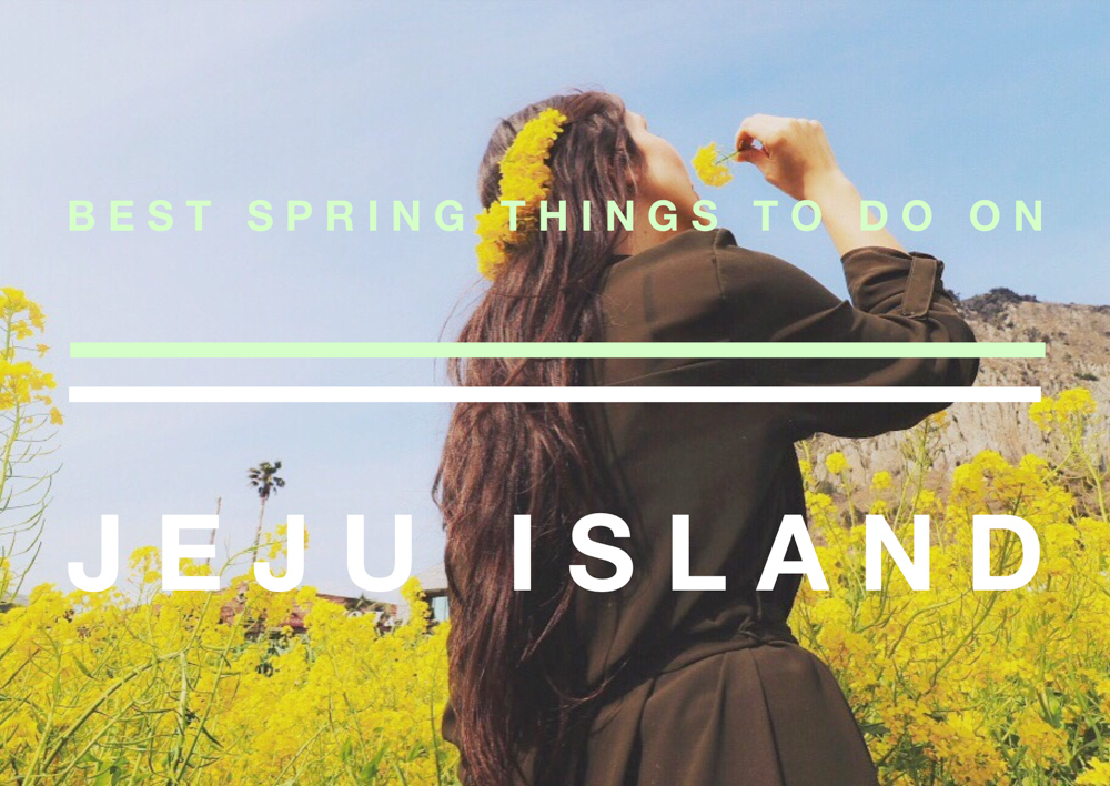 A list of the best things to do in Jeju Island, Korea to witness the spectacle of spring in South Korea, from Korean cherry blossom trees to canola flowers!