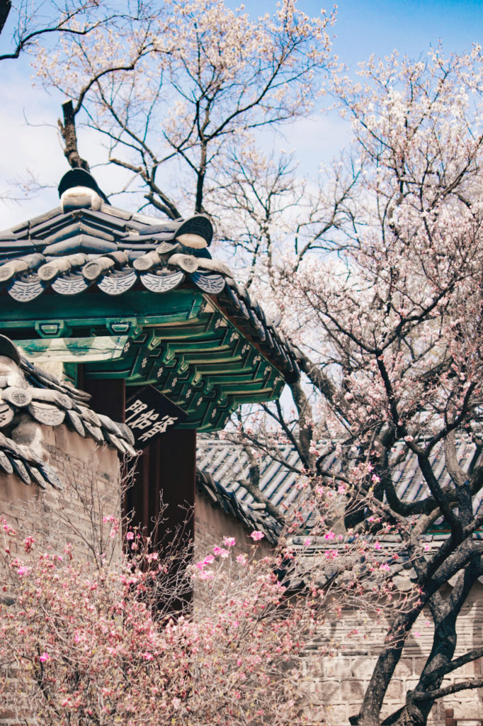Changdeokgung Palace is lovely for spring Korea season