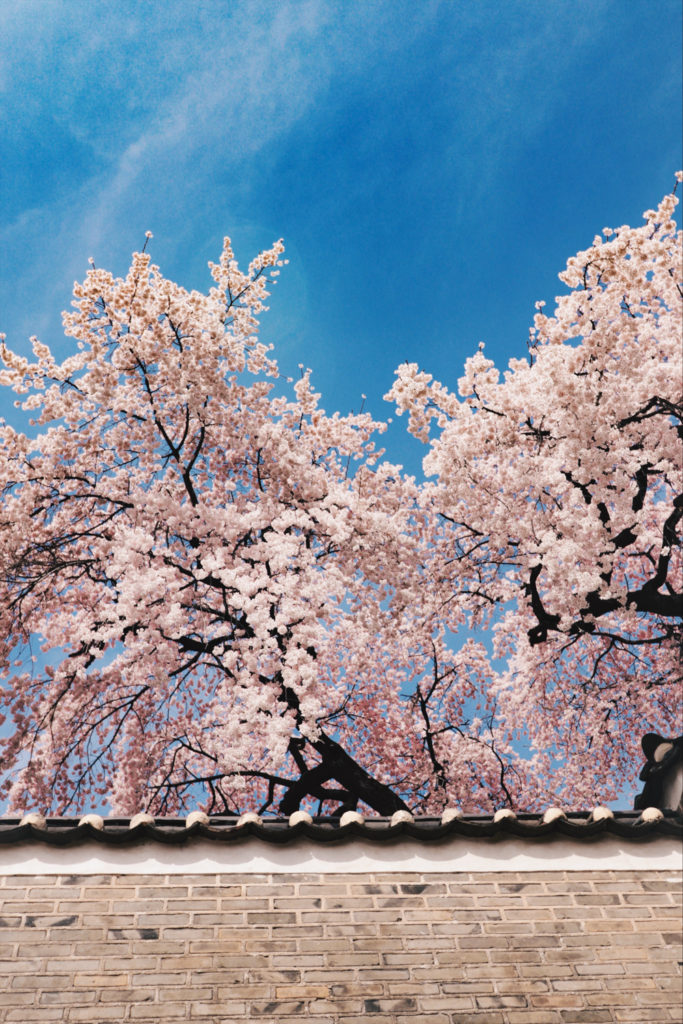 Cherry blossom Korea at Changdeokgung Palace