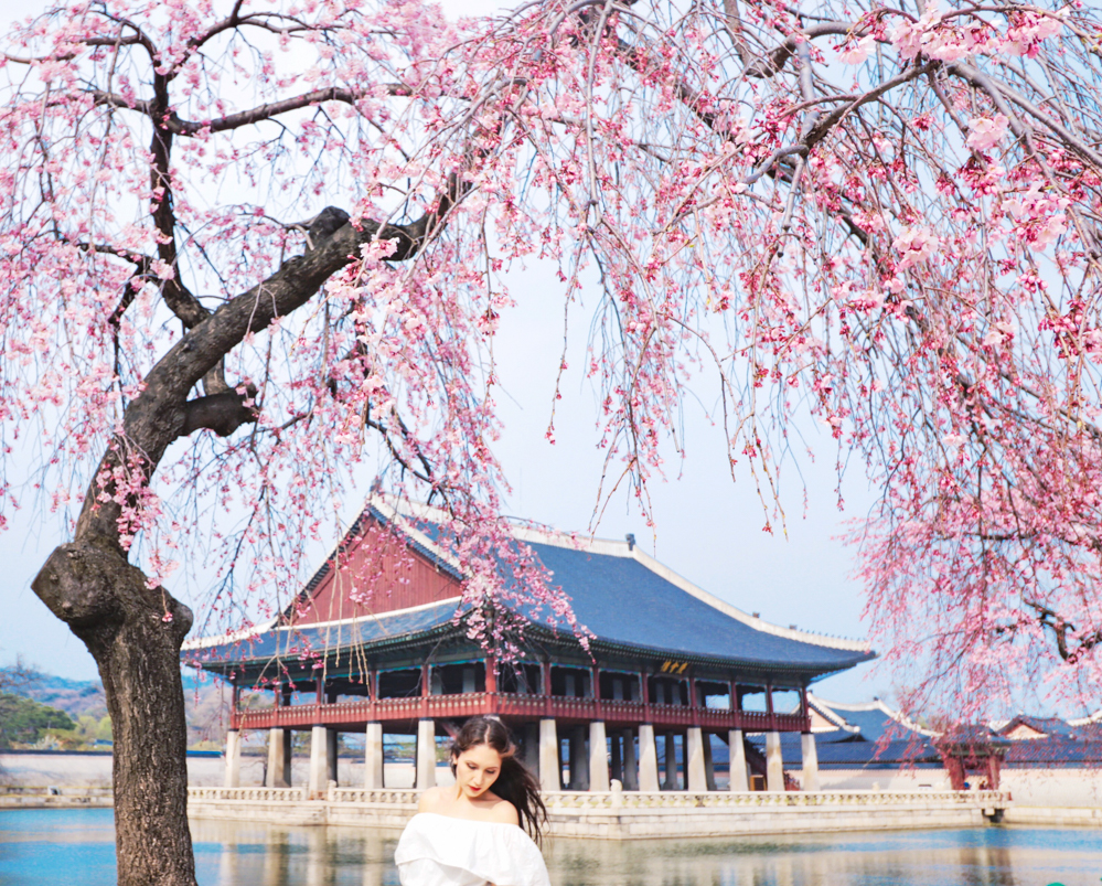 Seoul in Spring Korea cherry blossom