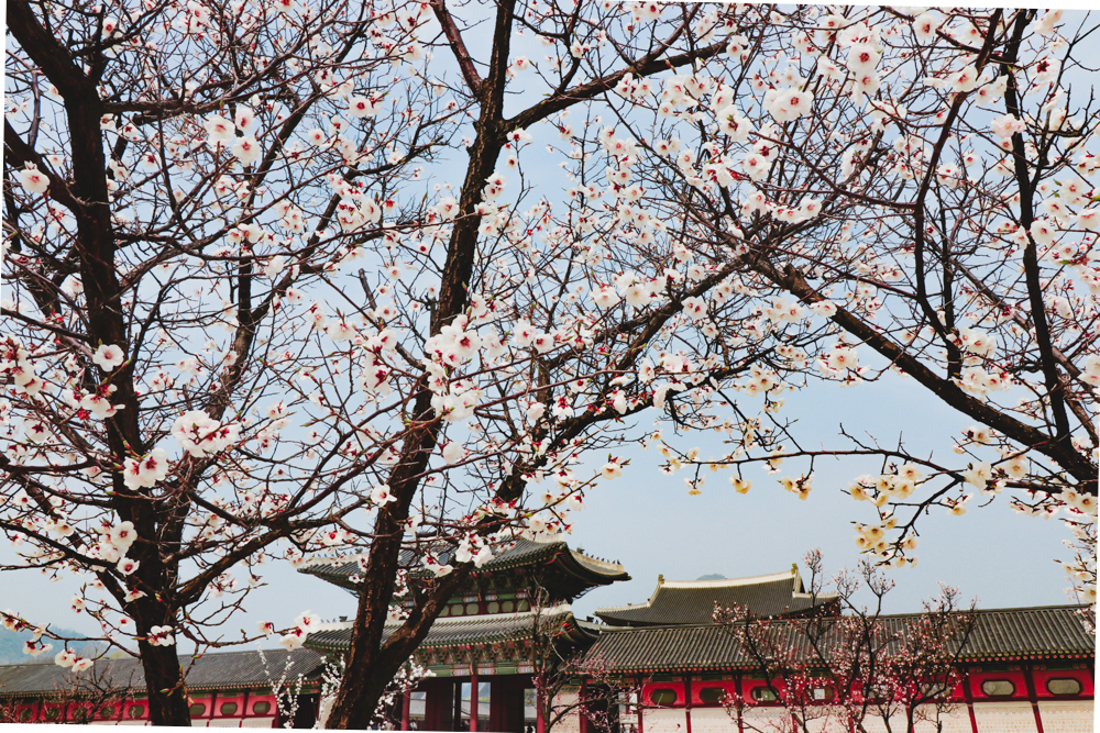 Spring in Korea is the best time to visit Seoul Korea season