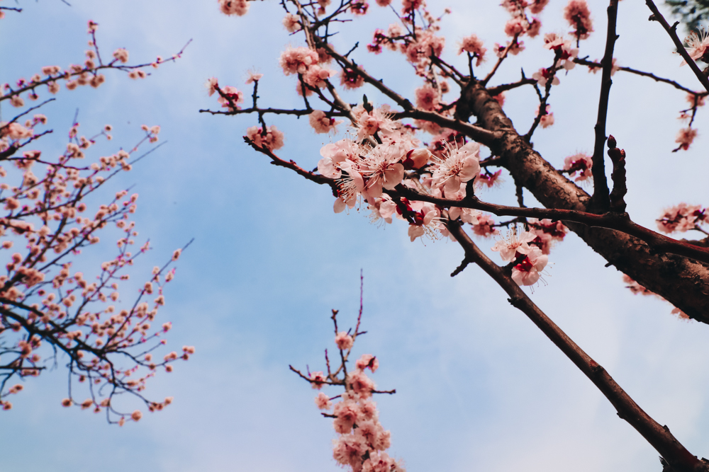 Spring in Korea has lovely Korea cherry blossom