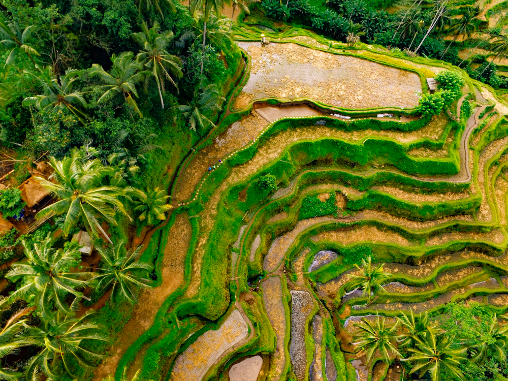 Drone photography of the amazing Tegalalang Rice Terraces in Ubud, Indonesia with DJI Phantom