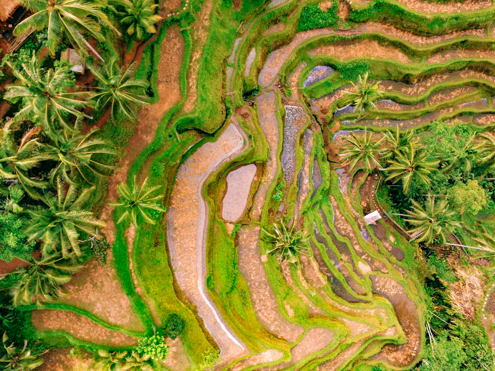 A Bali Travel Guide to the amazing Tegalalang Rice Terraces in Ubud, Indonesia