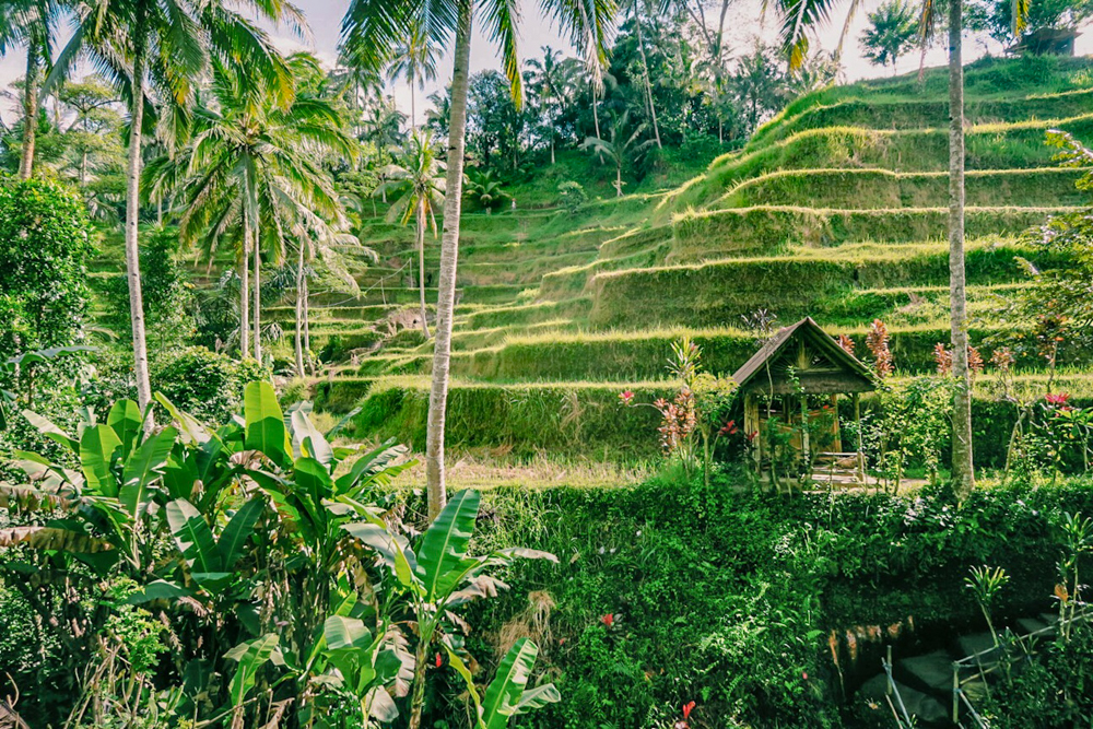Ubud, Indonesia: Famous Tegalalang Rice Terraces