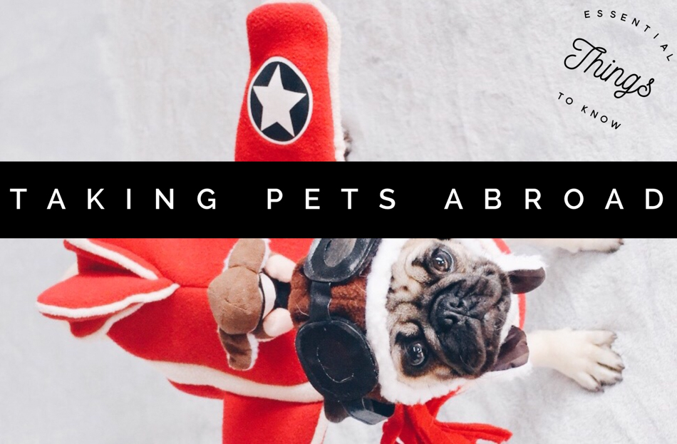 Essential information about shots, certificates, gear, pet-friendly airlines, planning, costs, & more international pet travel tips for taking pets abroad!
