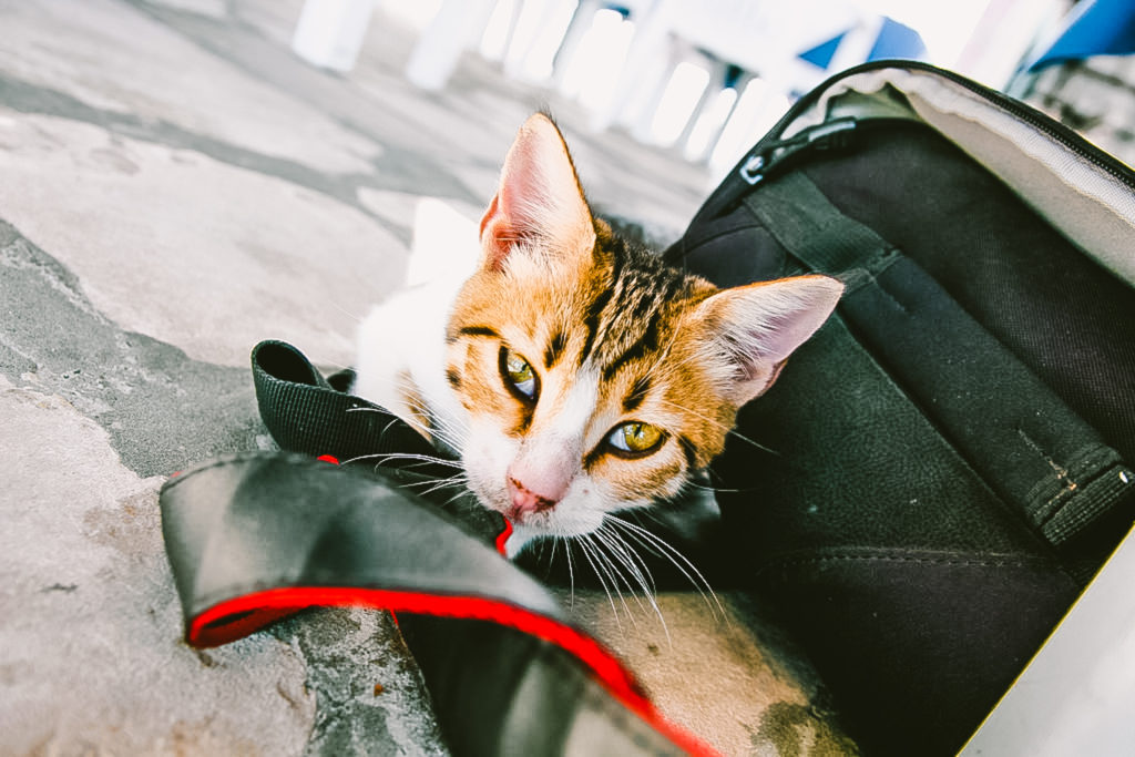 Everything you need to know for international pet travel and taking pets abroad!