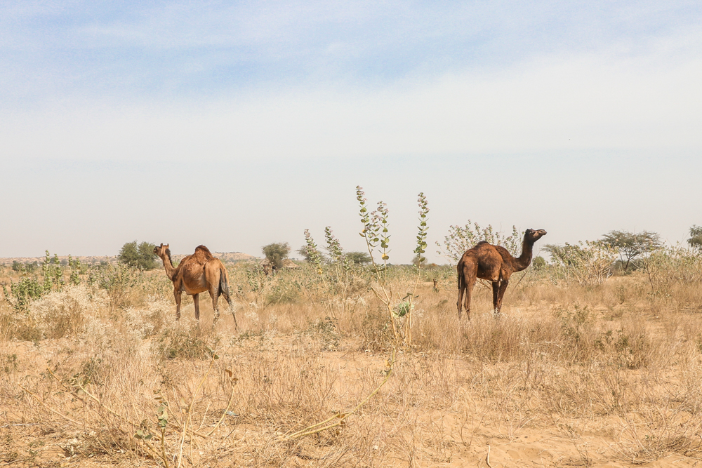 Desert camel trek for Thar