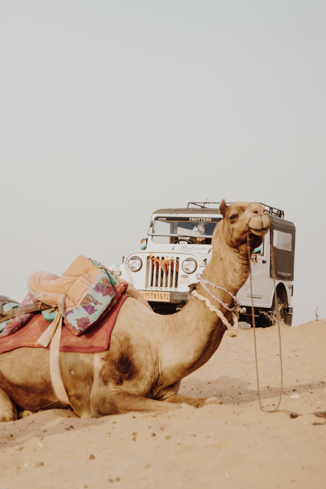 Camels in great Indian desert