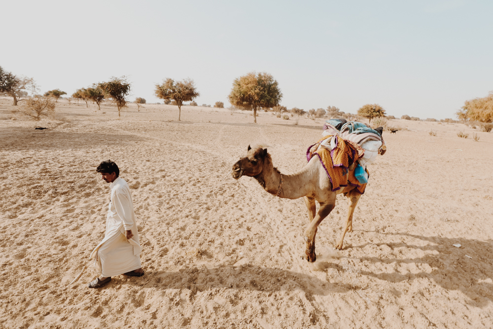 Camels in Indian desert